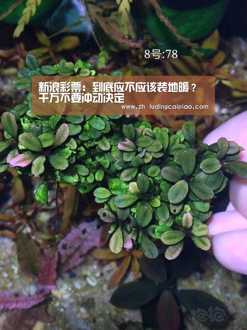 新浪彩票:到底应不应该装地暖?千万不要冲动决定(图2) 新浪彩票